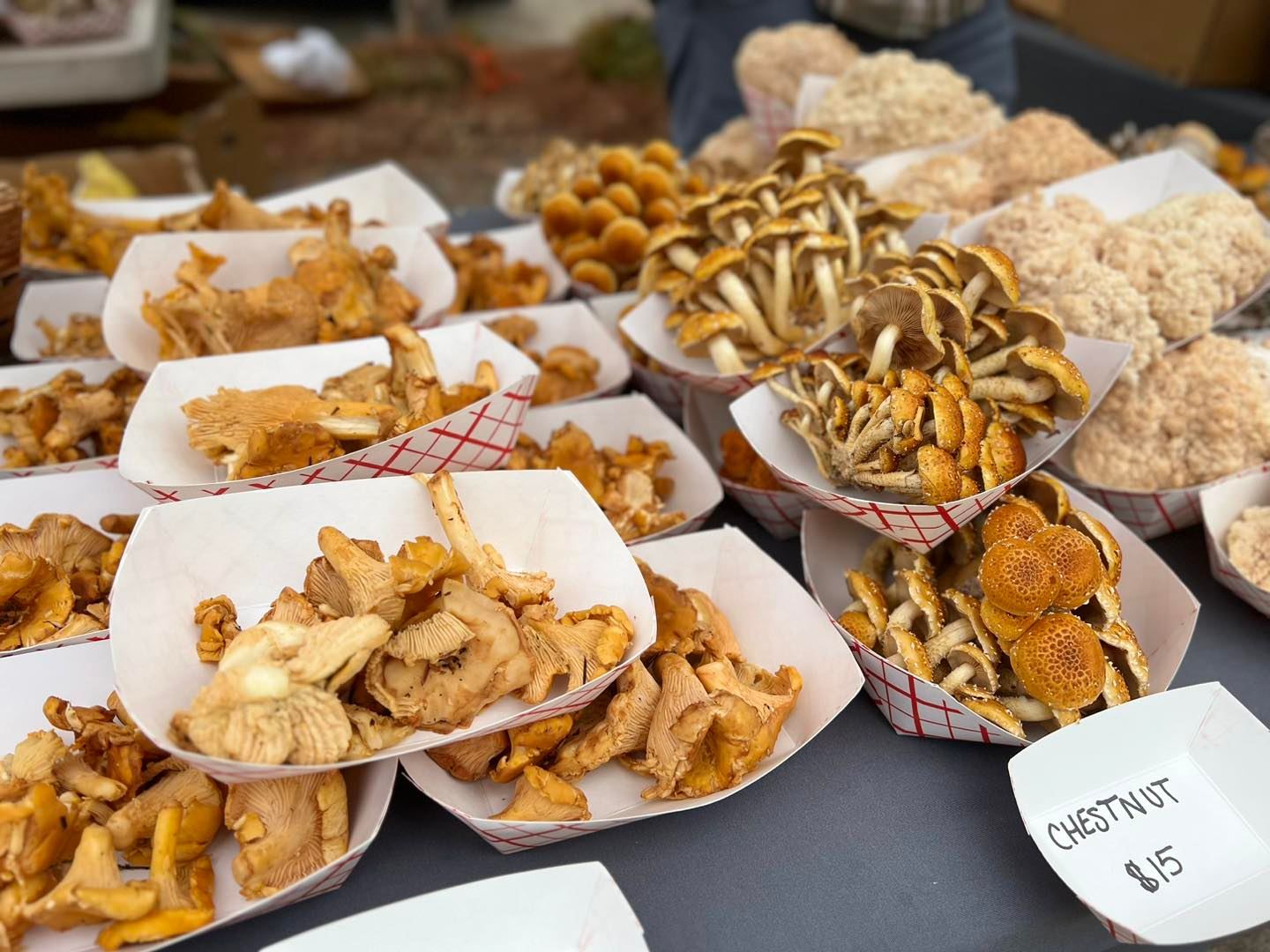 magic city mushrooms table